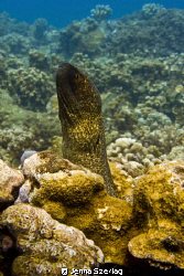 A moray eel extending out of coral at a Maui Hawaii dive ... by Jenna Szerlag 